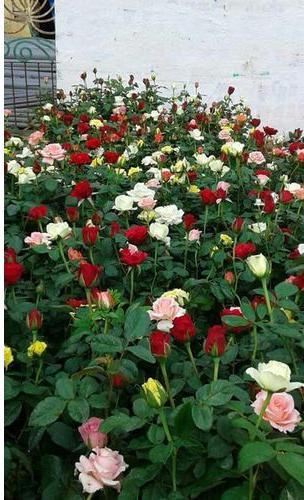 Bala ji Rose Plant