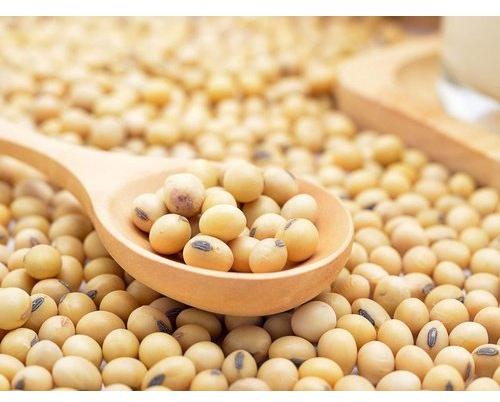 Organic soybean seeds, for High in Protein, Packaging Type : Plastic Bags, Sack Bags