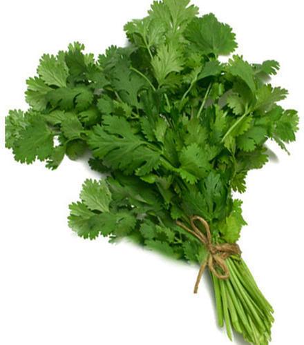 Fresh coriander leaves, Shelf Life : 5-7 Days