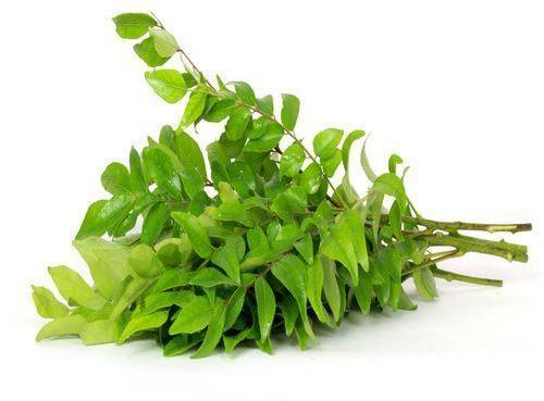 Organic Fresh Curry Leaves, Features : Healthy