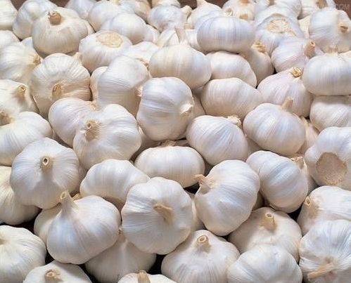 Organic fresh garlic, Packaging Size : 1kg, 5kg, 10 kg, 6 kg, 12 kg, 50 kg bags
