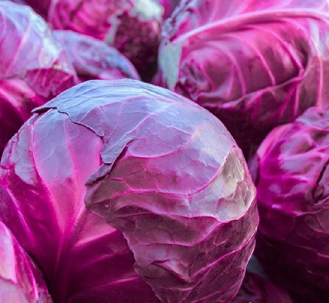 Organic Fresh Purple Cabbage, Packaging Size : 1kg, 5kg, 10 Kg, 6 Kg, 12 Kg