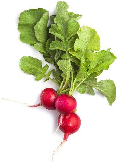 Fresh Red Radish, for Cooking, Salad, Feature : Gluten Free, Healthy