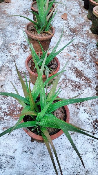 Natural Aloe vera Organic, for Juice, Form : Leaf