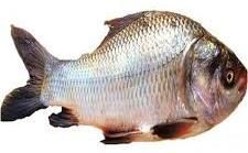 Catla Fish Seeds