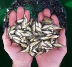 Common Carp Fish Seed