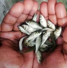 Katla Fish Seed
