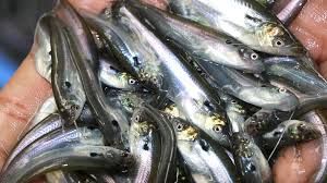 Pabda Fish Seed