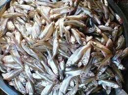 Silver Carp Fish Seed