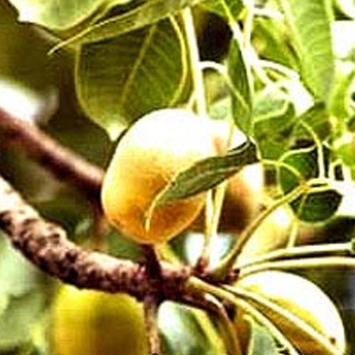 Marula Oil