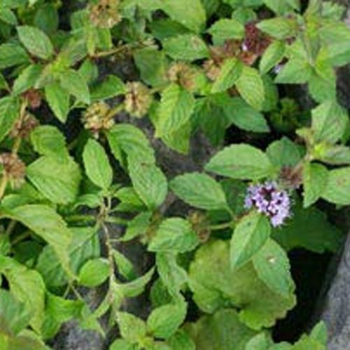 Mentha Arvensis Oil