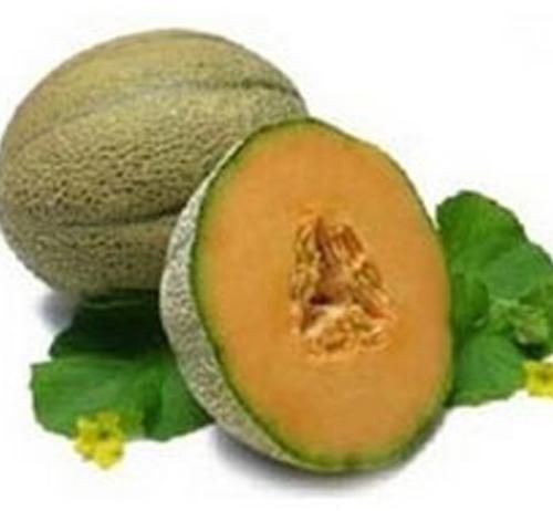 Muskmelon Oil