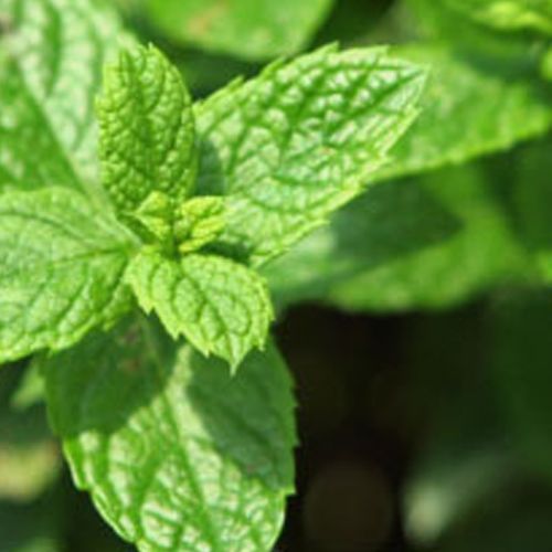 Spearmint Oil