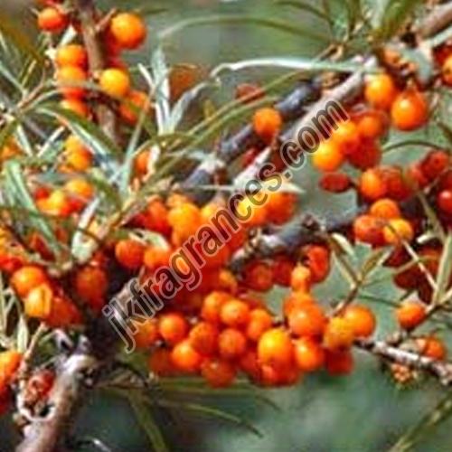 Sea Buckthorn Oil, Form : Liquid