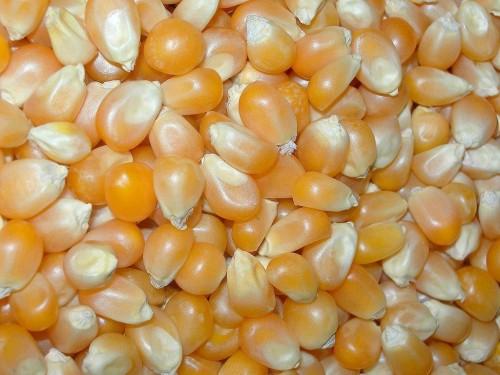 Animal Feed Maize Seeds, for Bio-fuel Application, Making Popcorn, Color : Yellow