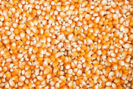 Organic High Grade Maize Seeds, Packaging Type : Plastic Pouch