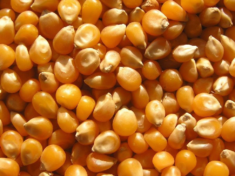 Organic Hybrid Maize Seeds, Style : Dried