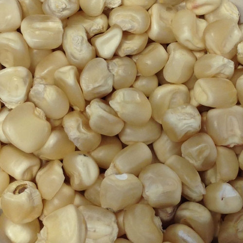 White Corn Seeds, for Animal Feed, Food Grade Powder, Certification : FSSAI