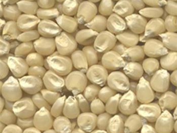 White Maize Seeds, for Food Grade Powder, Certification : FSSAI