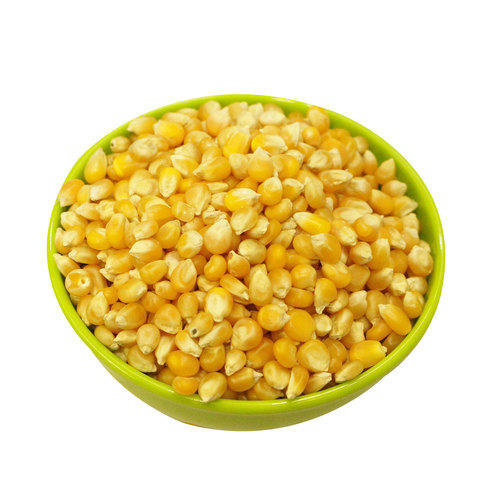 Organic Yellow Corn Seeds, for Animal Feed, Animal Food, Cattle Feed, Human Consuption, Packaging Type : Plastic Pouch