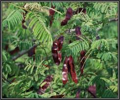 Acacia Catechu