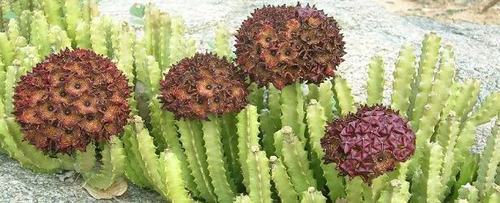 Caralluma Fimbriata