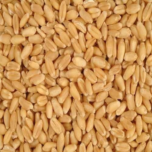 Natural wheat, for Floor Mill, Form : Seed