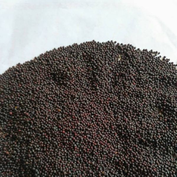 Mustard seeds, Packaging Type : Plastic Bag