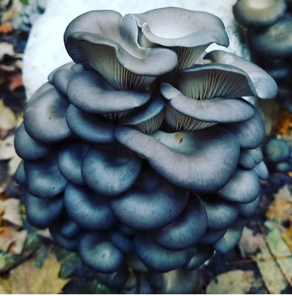 Scope Of Blue Oyster Mushroom