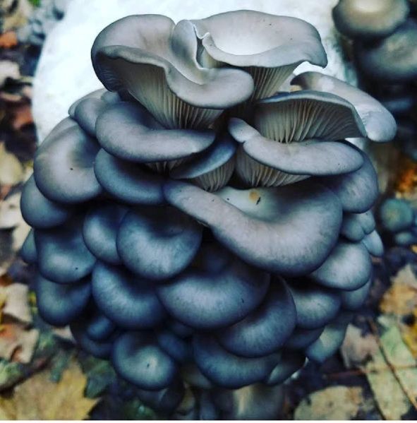 Blue Oyster Mushroom