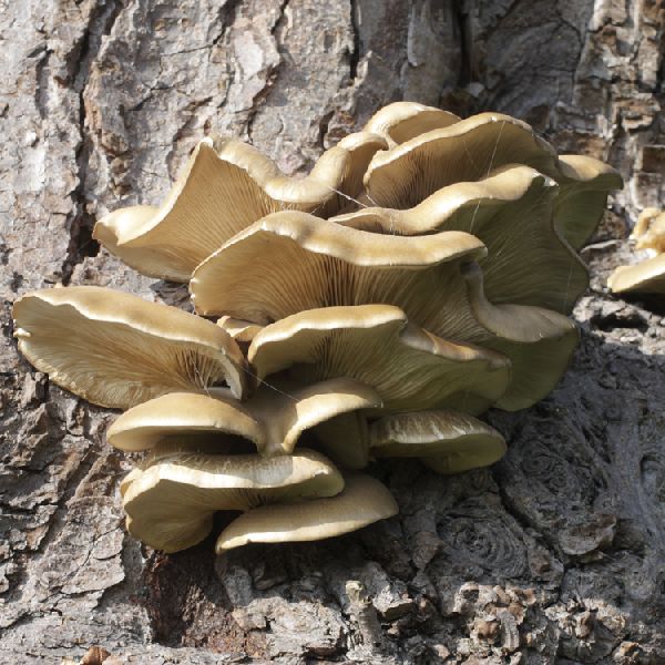 Brown Oyster Mushroom Spawn Buy brown oyster mushroom spawn for best