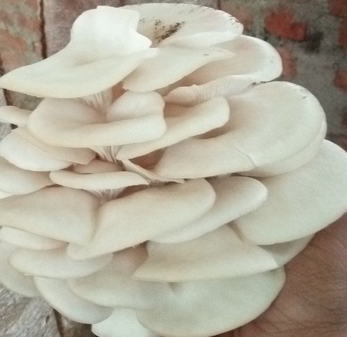 White Oyster Mushroom Spawn