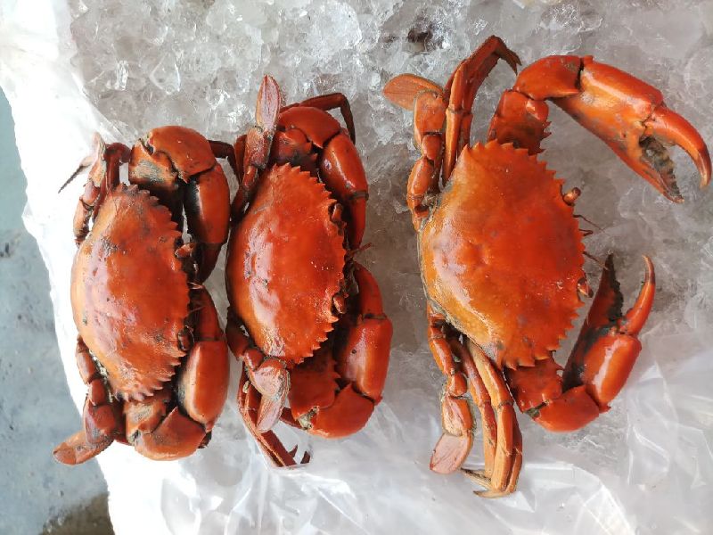 Red Mud Crab, Packaging Size : 10kg, 20kg