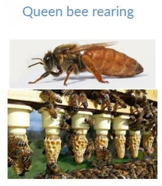 Queen Bee Rearing Services