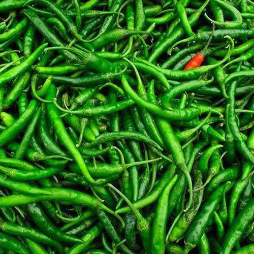 Organic Fresh Green Chilli, for Human Consumption, Packaging Size : 25 Kg, 50 Kg