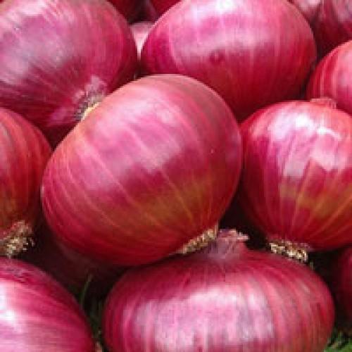 Organic fresh red onion, for Cooking, Packaging Type : Jute Sacks