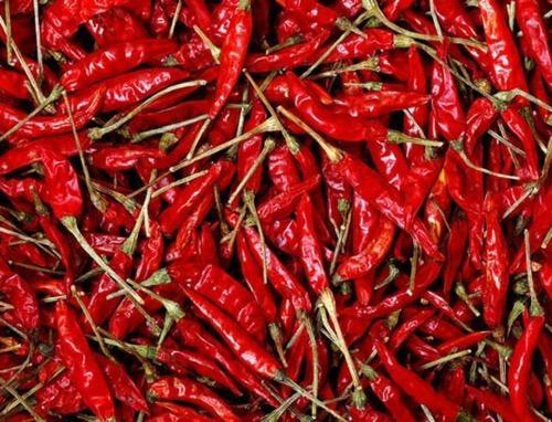Organic Fresh Red Chilli, for Food, Making Pickles, Feature : Hot Taste, Hygienic Packing