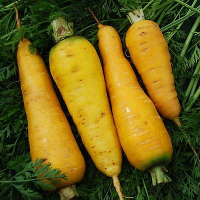 Organic Fresh Yellow Carrot, for Juice, Pickle, Snacks, Taste : Sweet