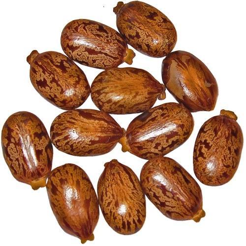 Organic Castor Seeds, Packaging Type : PP Bags