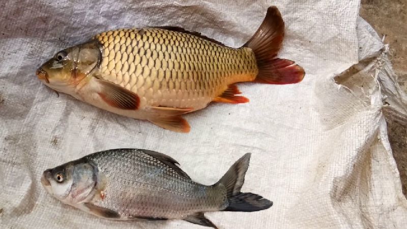 Bangaru Teega Fish, Feature : Hygienically Packed