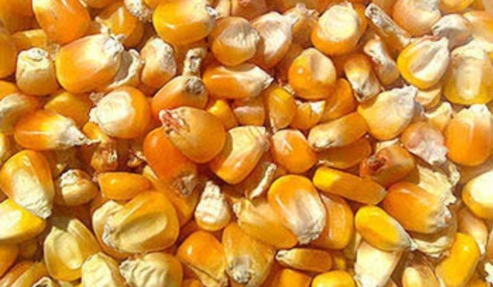 Maize, for Animal Food, Bio-fuel Application, Cattle Feed, Human Food, Making Popcorn, Style : Dried