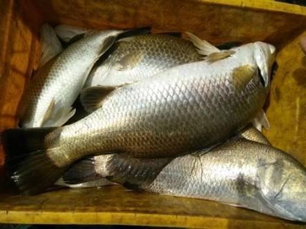 SRIRAM SEA FOODS EXPORTS AND IMPORTS in Anantapur - Exporter of sea bass