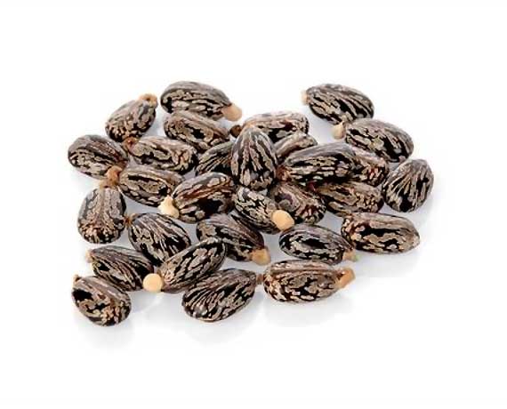 Common castor seeds, Feature : High Purity Rich