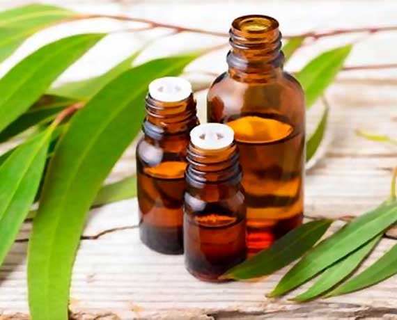 Hebhac Herbs eucalyptus oil, Grade : First Grade