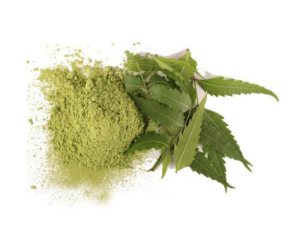 Natural Neem Powder, for Ayurvedic Medicine, Cosmetic Products, Herbal Medicines, Feature : Eco Friendly