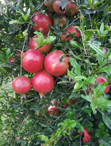 Organic Perishable Fruits, For Human Consumption, Style : Fresh