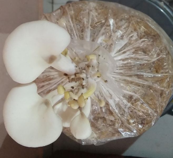 Organic Oyster Mushroom, for Cooking, Packaging Type : Plastic Bag