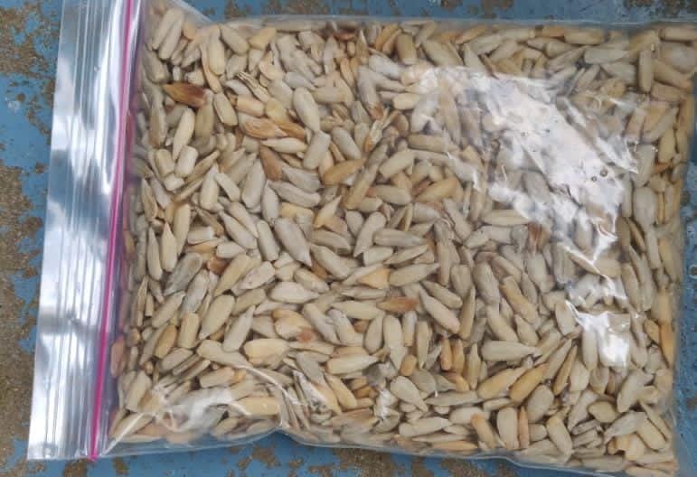 sunflower seed best quality