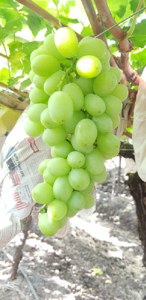 Grapes , Cultivation Type : Natural,Organic