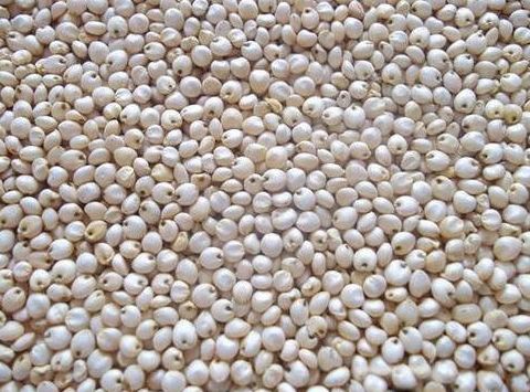 Organic White Sorghum Seeds, Packaging Type : PP Bags